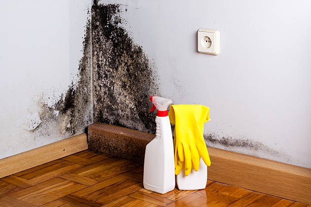 Best Black Mold Remediation in USA